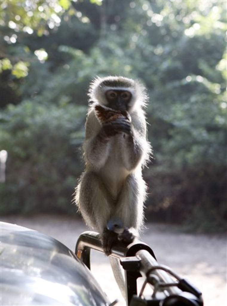 A monkey snacks on the remains of a muffin taken from Nicolas Rapp on May 6 in South Africa's Saint Lucia National Park. While traveling from New York City to Iran, Rapp discovered that the farther you are from home, the harder it is to proceed. 